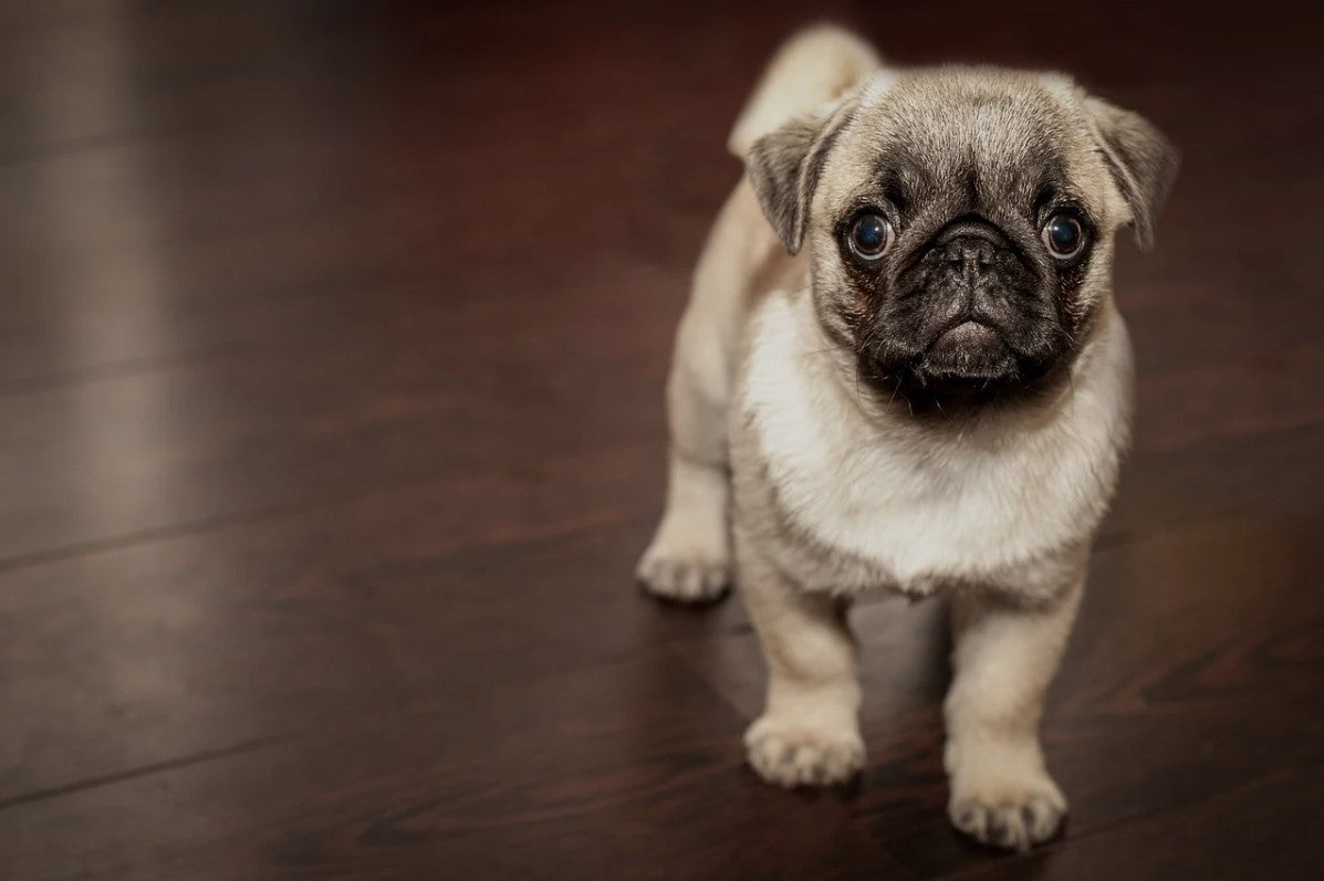 4 Home Improvements to Prepare Your Home for a Puppy P.L.A.Y.