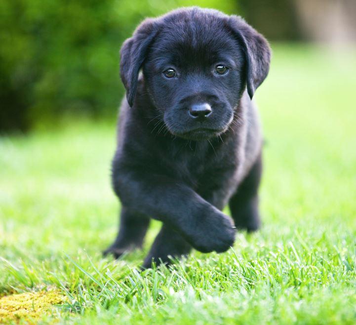 4 Ways to Make Your New Puppy Feel Right at Home P.L.A.Y.