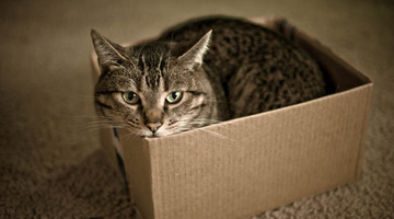 5 Tips for Pet Owners When Moving
