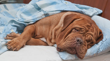 Dog Flu: What You Need to Know About the Current Outbreak