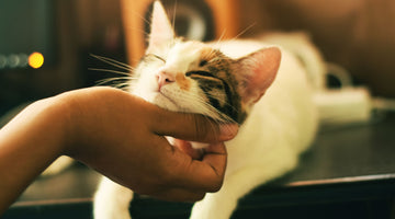 10 Things You Can Do To Make Your Cat Happier