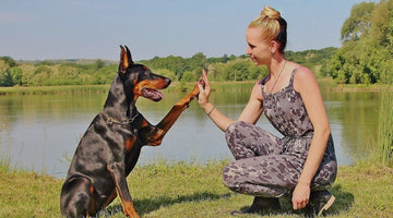 How to Ensure Your Doberman Bonds Properly With the Family