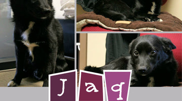 Warm Bellies Initiative Featured Pet: Meet Jaq