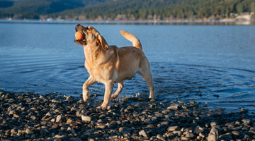 Tips for a Healthy, Happy Summer with your Dog