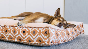 5 Ways To Exercise Your Dog Indoors