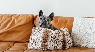 7 Ways Your Pet Makes You Happier and Healthier