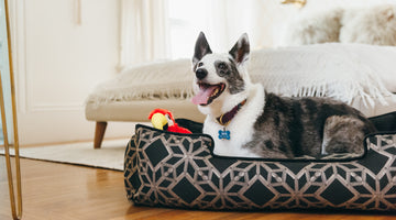 Recovering from Surgery? 8 Tips to Make Crate Rest Bearable