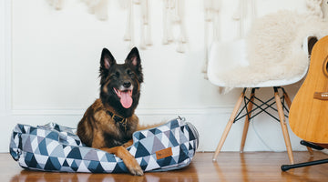 How to Make Your Home Interior Dog-Friendly