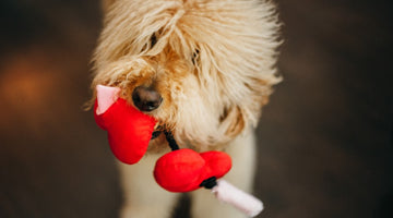 Puppy Love: Top 8 Valentine’s Day Gifts for Dog Lovers