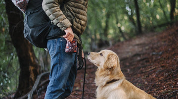 Best Ways To Hike With Your Dog