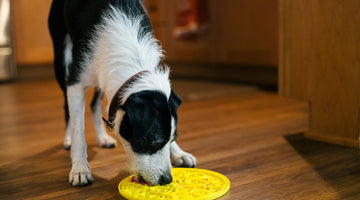 Lick Mats: The Ultimate Treat Dispenser for Promoting Healthy Behaviors in Dogs