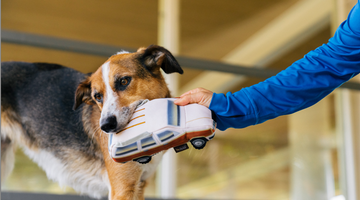 Maintaining Health and Happiness: The Importance of Ideal Dog Weight