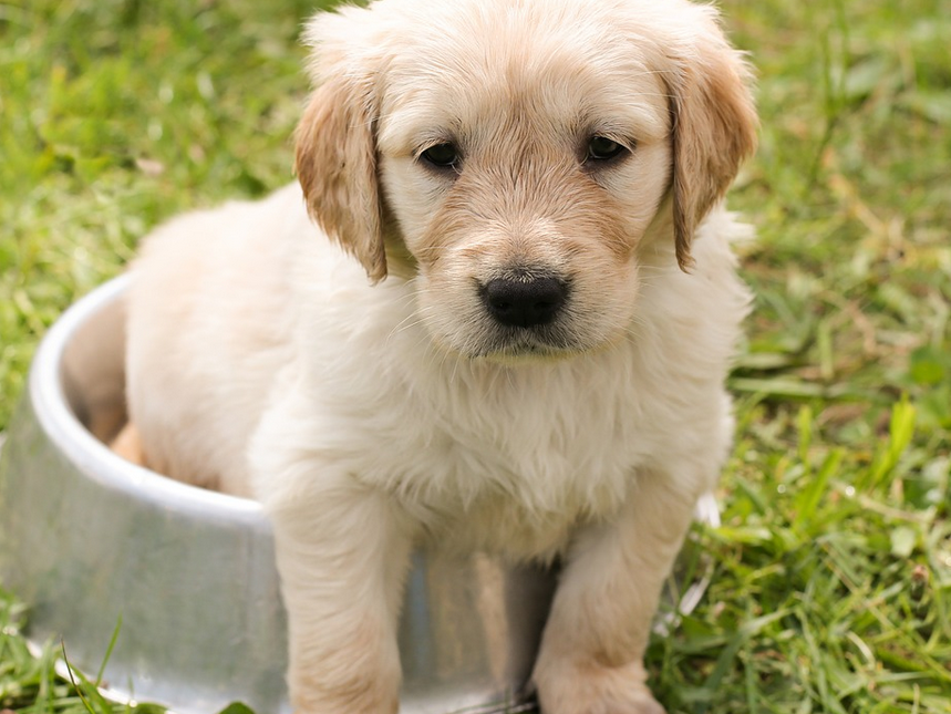 Tips to Get Your Puppy's Energy Out P.L.A.Y.