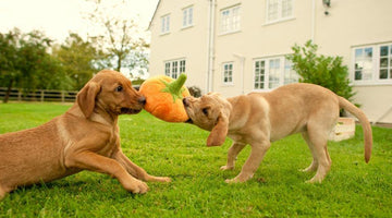 Why Dogs Get Bored of Some Toys
