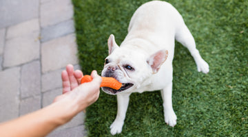 12 of Our Favorite Pet Accessories