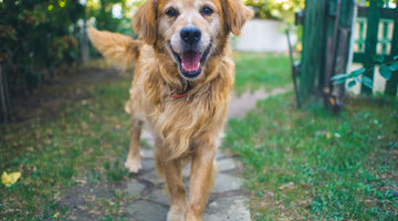 7 Tips When Caring For Your Senior Dog