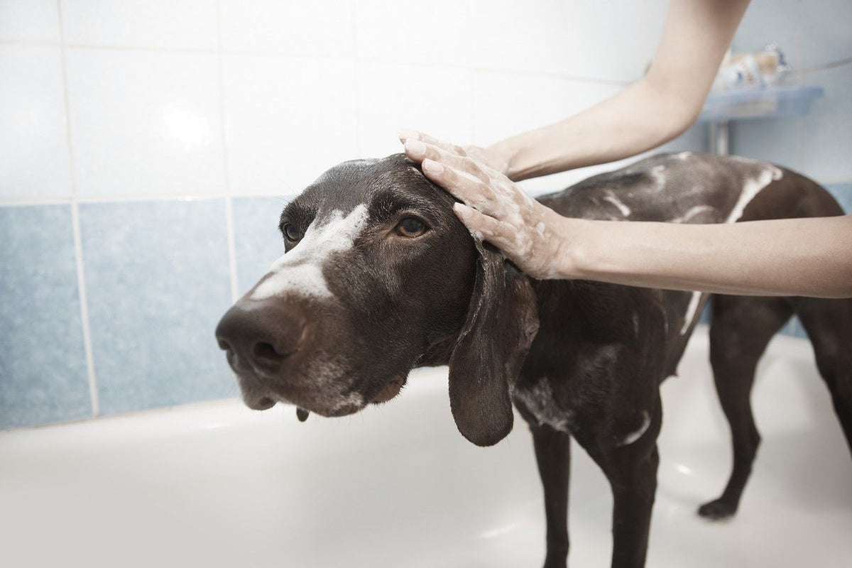 Best Dog Bathing Tips P.L.A.Y.
