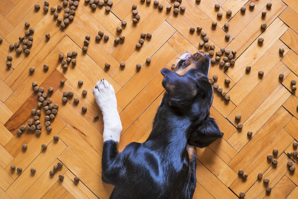 How To Choose a Pet Food for Your Dog P.L.A.Y.