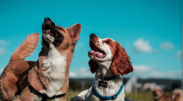How To Achieve Healthy Dog to Dog Interaction