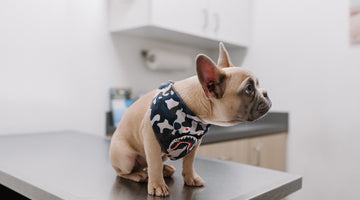 Reasons You Should Be Taking Your Pet to the Vet Regularly