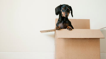 Tips on Easing the Stress of Moving With a Dog