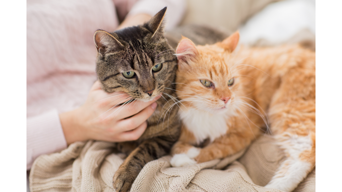 Multi-Cat Households, Housing Multiple Cats