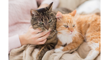 Five Secrets to the Perfect Multi-Cat Household