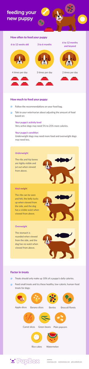 How much should you feed a 4 month old puppy hotsell