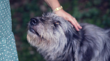 Healthy Aging: 4 Ways Pets Help Older Adults Feel Young Again