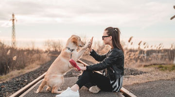 Complete Guide on Becoming a Professional Dog Trainer