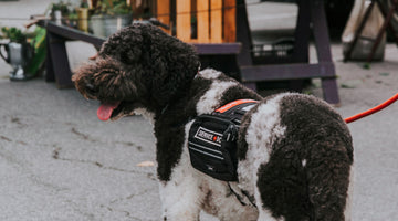 Meeting a Service Dog? Here’s Everything You Must Not Do
