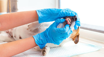 Dog Dental Health: Tips to Maintain Your Dog’s Dental Hygiene at Home