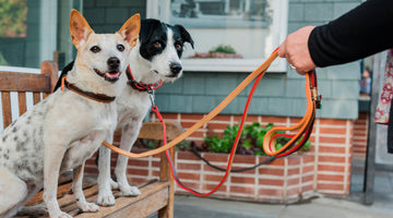 Why You Should Get A Leash For Your Dog