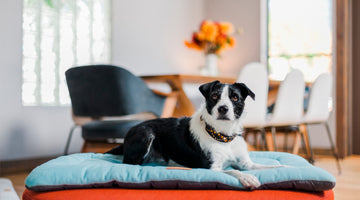10 Ways to Make Your Home More Pet Friendly