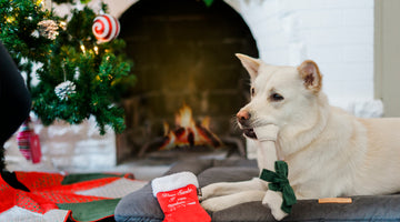 How to Help Your Pet Have a Pawesome Christmas