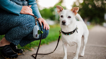 Better Together: Exploring the Hidden Health Perks of Walking Your Dog