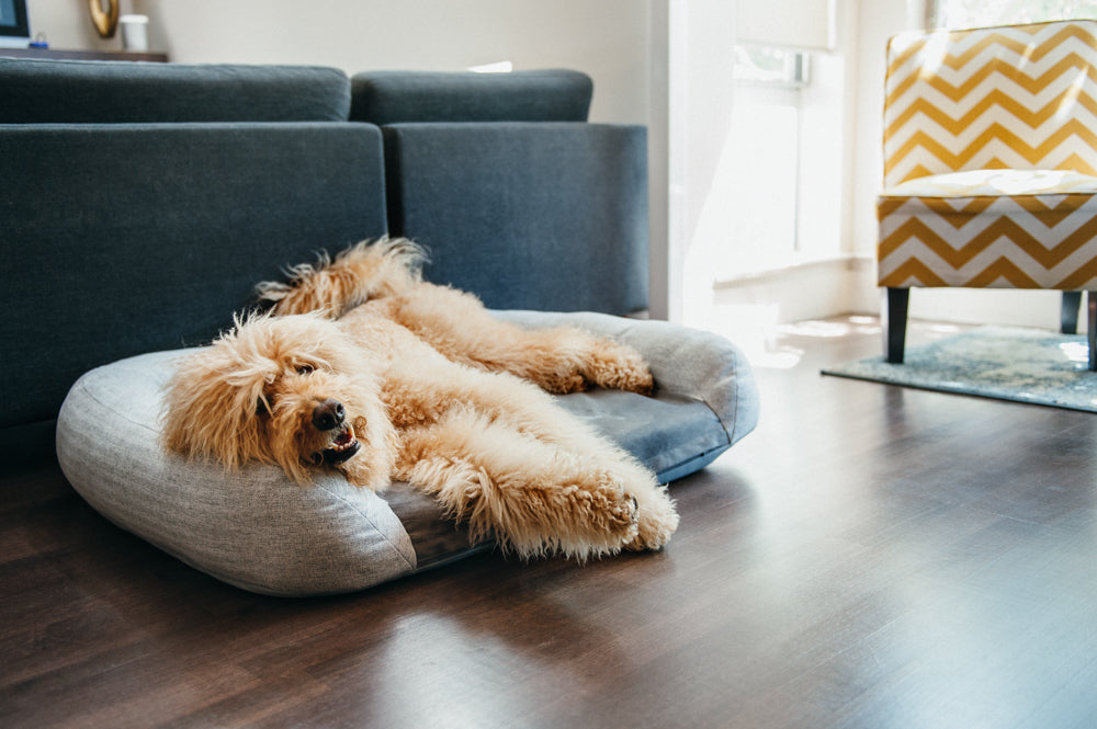Petplay clearance pet sofa