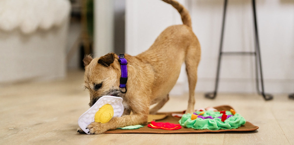 Interactive Dog Toys For Mental