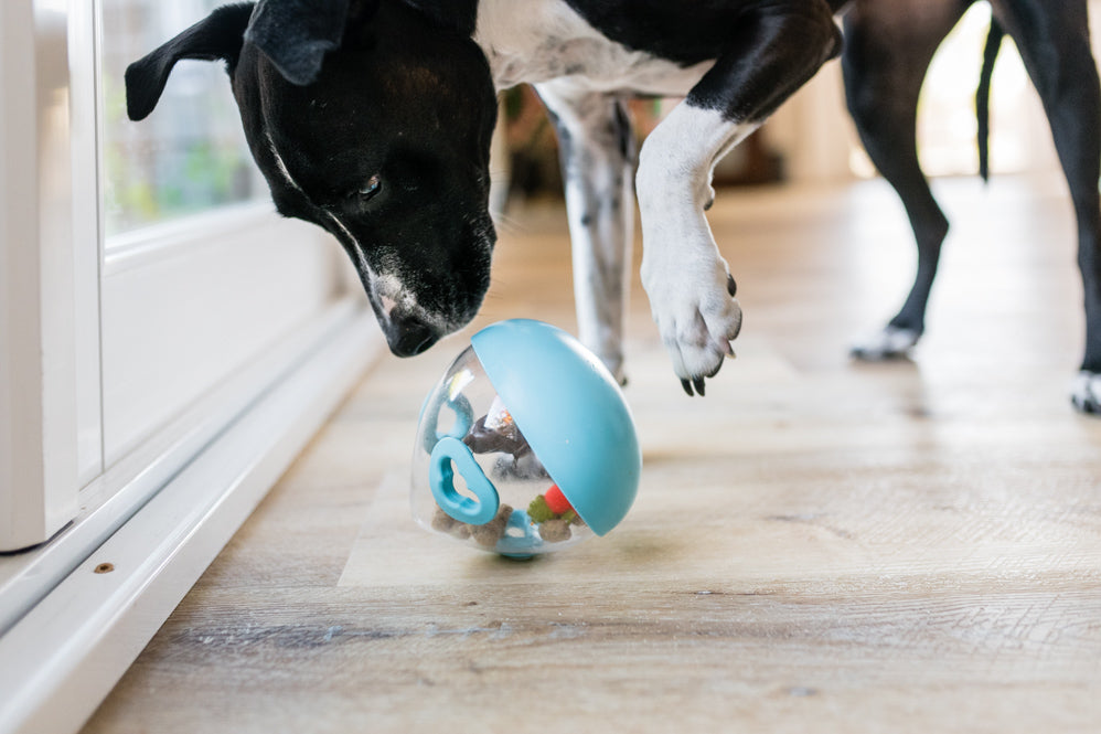 Fetch This: The Secret Life of Pet Toys