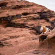 Load image into Gallery viewer, P.L.A.Y. Big Five of Africa Collection - Lion Toy perched up the side of the red rocks overlooking the land