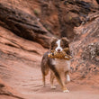 Load image into Gallery viewer, P.L.A.Y. Big Five of Africa Collection - Leopard Toy in mouth of a brown and white aussie running through the tall red rocks of Utah