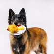 Load image into Gallery viewer, IHOP x P.L.A.Y. Eggcellent Play Platter - toy hanging out of big fluffy brown dog's mouth looking while standing looking into camera