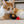 Load image into Gallery viewer, P.L.A.Y. Feline Frenzy Killer Cat Kitty-Boom Toy Set - ginger cat giving menacing look with bomb toy
