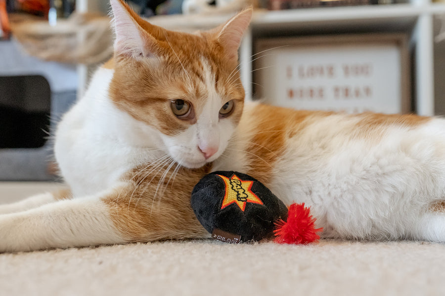 P.L.A.Y. Feline Frenzy Killer Cat Kitty-Boom Toy Set - ginger cat giving menacing look with bomb toy