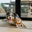 Load image into Gallery viewer, P.L.A.Y. Big Five of Africa Collection - Lion Toy next to fluffy dog on rug smiling