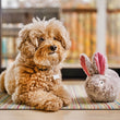 Load image into Gallery viewer, P.L.A.Y.'s Forest Friends Collection - Baxter the Bunny Toy beside a fluffy dog on a rug in front of a sliding glass door