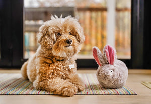 P.L.A.Y.'s Forest Friends Collection - Baxter the Bunny Toy beside a fluffy dog on a rug in front of a sliding glass door