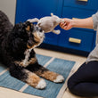 Load image into Gallery viewer, P.L.A.Y. Big Five of Africa Collection - Rhino Toy in dog's mouth playing tug with human on a blue rug