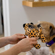 Load image into Gallery viewer, P.L.A.Y. Big Five of Africa Collection - Leopard Toy in dog's mouth with human holding onto limbs