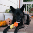 Load image into Gallery viewer, P.L.A.Y. Howling Haunts Collection - Canine Corn Toy with beautiful black dog chewing on it while laying on the porch